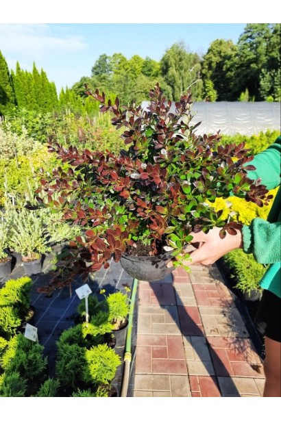 Барбарис Ред Джевел - 5л/вис.25-35см/Ø35-50см